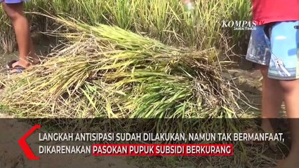 Petani Padi di Jember Merugi Akibat Serangan Hama Wereng