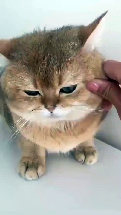 cute cat