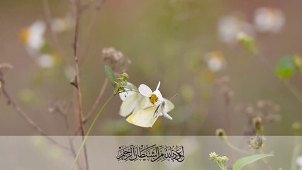 Surah Ar Rahman Irama Al Muyassar merdu sekali