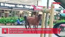 Bursa’da başıboş atlar yollarda cirit atıyor