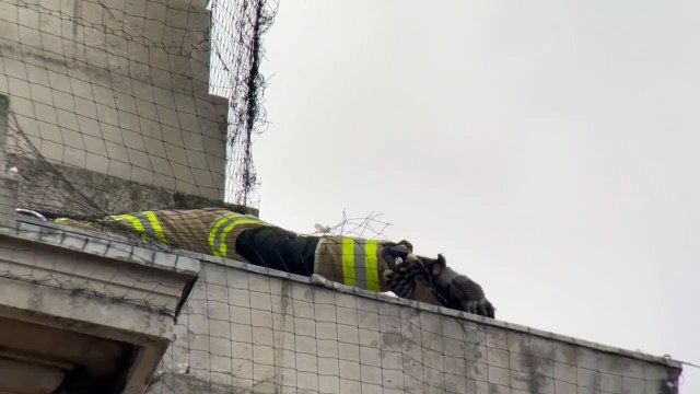 Watch moment firefighter rescues peregrine falcon trapped in netting from University of Leeds building