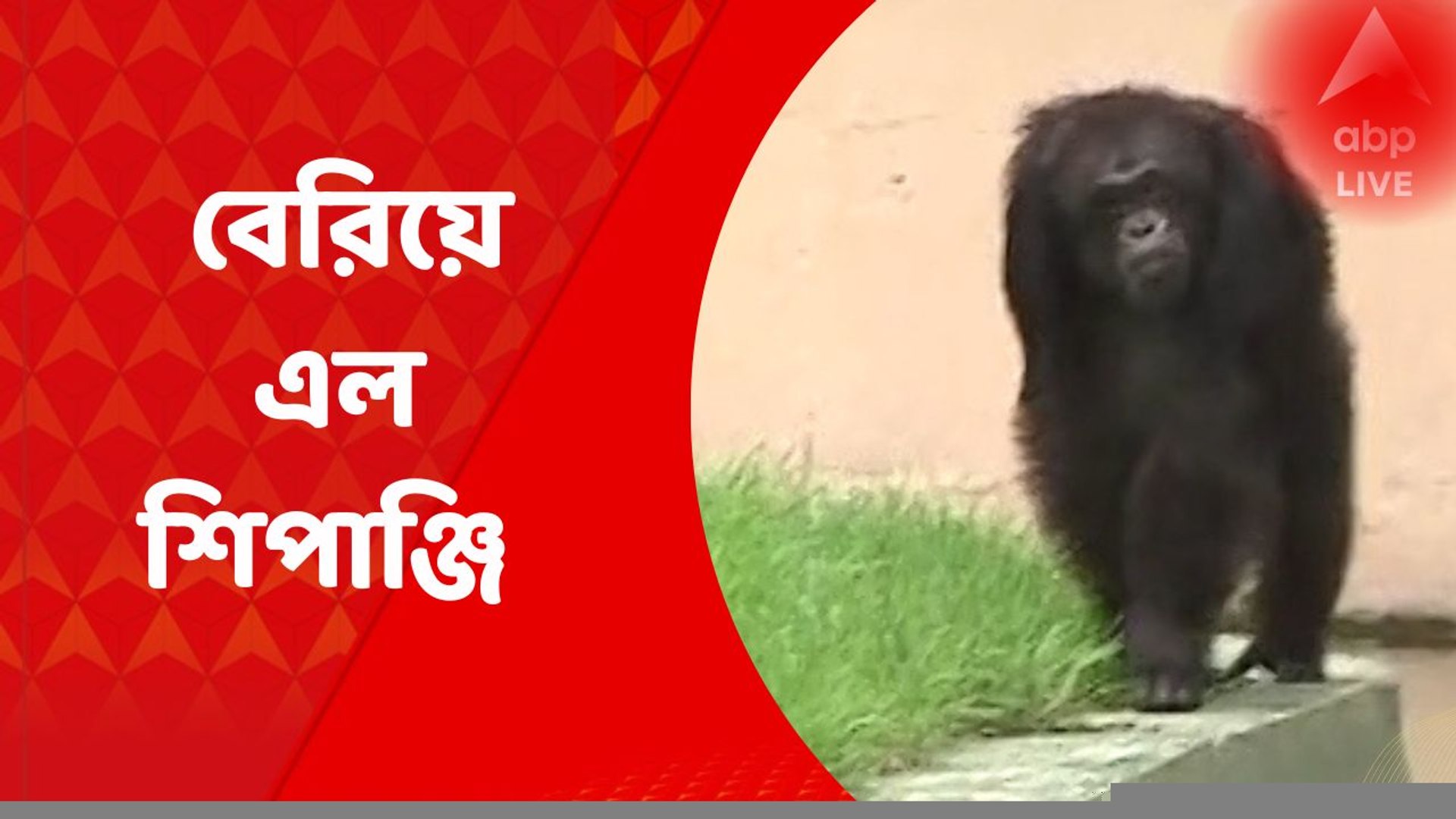 Alipore zoo chimpanzee আলিপুর চিড়িয়াখানায় এনক্লোজার টপকে বেরিয়ে এল শিপাঞ্জি, তারপর ?