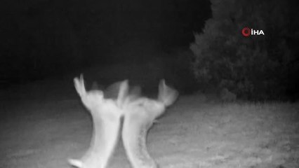 Tavşanların kavgası fotokapana böyle yansıdı