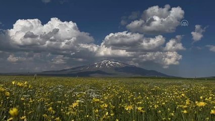 Süphan Dağı eteğindeki Sütey Yaylası çiçeklerle renklendi