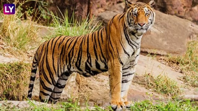 A Streak Of Tigers: IFS अधिकारीने वाघांचा दुर्मिळ व्हिडीओ केला शेअर, पाहून व्हाल चकित