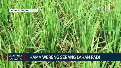 Hama Wereng Serang Lahan Padi Di Klungkung