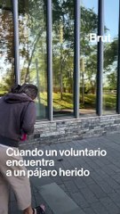 ¿Por qué mueren tantos pájaros en Nueva York?