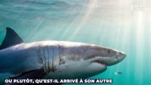 La mystérieuse carcasse d'un requin coupé en deux interroge les internautes (PHOTO)