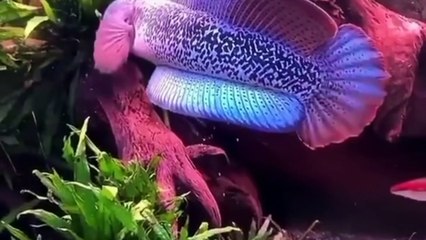 5 Jenis Ikan Channa Termahal di Indonesia ada yang seharga dengan mobil