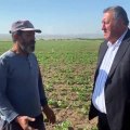 Hataylı tarım işçisi: Suriyeler daha uygun fiyata çalıştıkları için iş bulunmuyor
