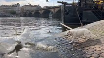 Dog Unintentionally Scares Swans While Drinking Water From River