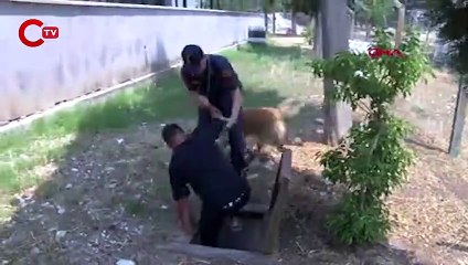 Jandarma köpeği 'Kadro', hassas burnuyla kundaklamayı tespit ediyor