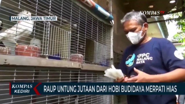 Sukses Usaha Budidaya Merpati Hias Di Lahan Sempit