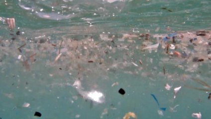 Deniz canlılarının en büyük düşmanı 'Mikroplastikler'