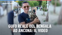 Gufo reale del Bengala ad Ancona: il video