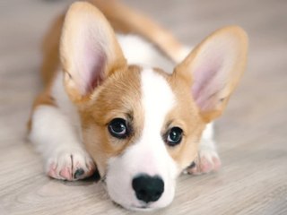 Thor, Darcy, Toffee: Diese Namen verpassen die Deutschen ihren Hunden