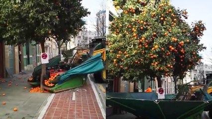 'Unique mechanical vehicle shakes off a tree to make oranges fall from it '