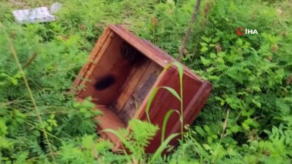 Aç kalan bozayı, arı kovanını parçalayıp balları yedi! O anlar fotokapana yansıdı