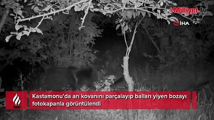 Kastamonu’da bozayı, arı kovanını parçalayıp balları yedi