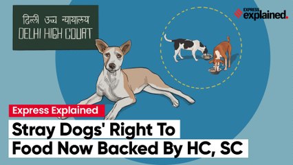 Stray dogs' right to food now backed by HC, SC