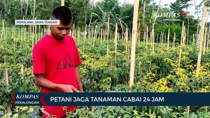 Petani Jaga Tanaman Cabai 24 Jam