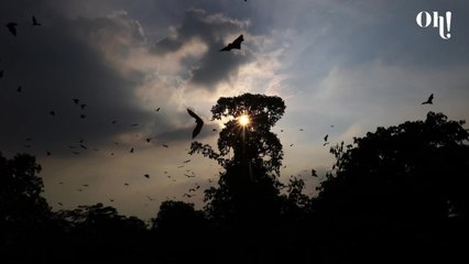 Faut-il s'inquiéter de ce nouveau coronavirus découvert sur des rongeurs en Europe ? - 13 Jun 2022