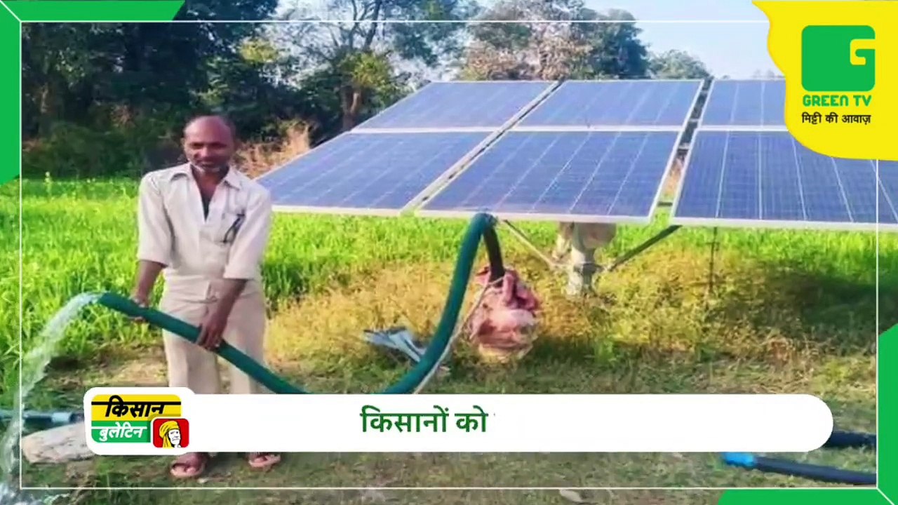 Kisan Bulletin - Agricultural scientists developed two new varieties of wheat | Green TV India