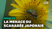 Le scarabée japonais, menace imminente pour la flore française