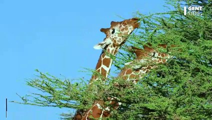 Golden shower, violence conjugale... la vie sexuelle insoupçonnée des girafes