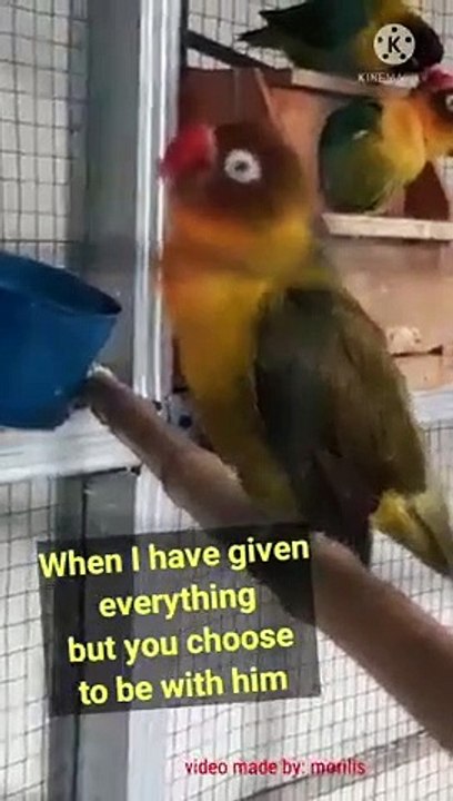 WHEN LOVE IS GONElove bird storySLANDER ft Dylan Matthew #shorts #viral #valentine