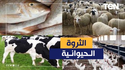 "توفير اللحوم والألبان بالأسعار المناسبة".. أهداف المشروعات القومية للإنتاج الحيواني