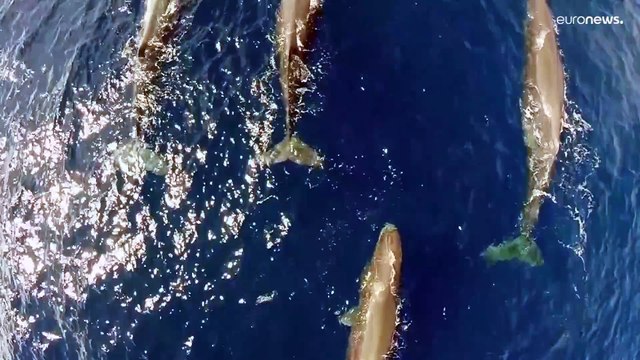 Жертвами войны в Украине становятся черноморские дельфины