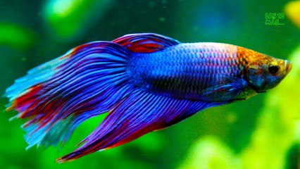 ANIMALES VIVIENDO DENTRO DE HUMANOS