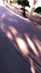 Moradora flagra macaco-prego virando garrafa de cerveja