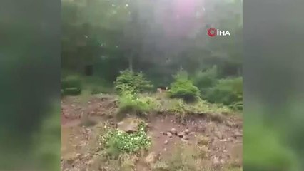 Ormanlık alanda gezinen karaca cep telefonu ile görüntülendi