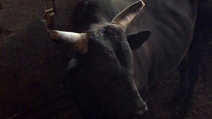 2 Guns - Feature: So entstand die Szene mit dem Bullen