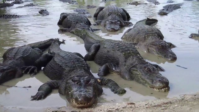 Fest Track On Sirk TV Quick Look: PRE-FAM MIX (Kissimmee/Orlando, Florida) [IPW 2022]