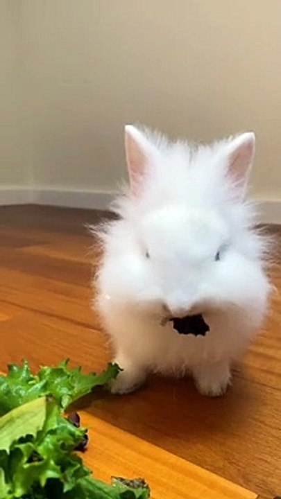Angry bunny