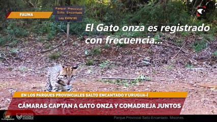 Cámaras captan a gato onza y comadreja juntos