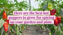 11 Best Hot Peppers to Grow for Spicing Up Your Garden and Plate