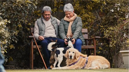 Warning signs that a dog is about to bite, according to a vet