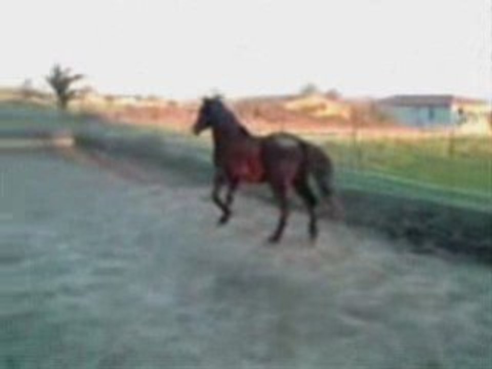 papy sultan