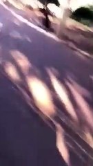 Macaco vira garrafa de cerveja e viraliza; veja o vídeo