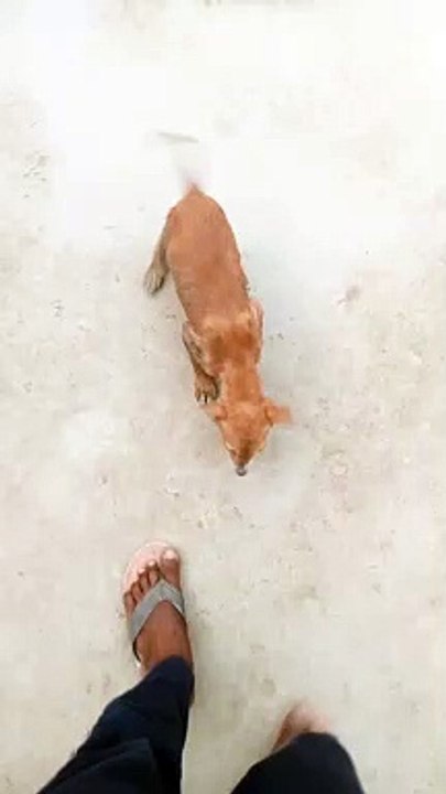 Dog with man