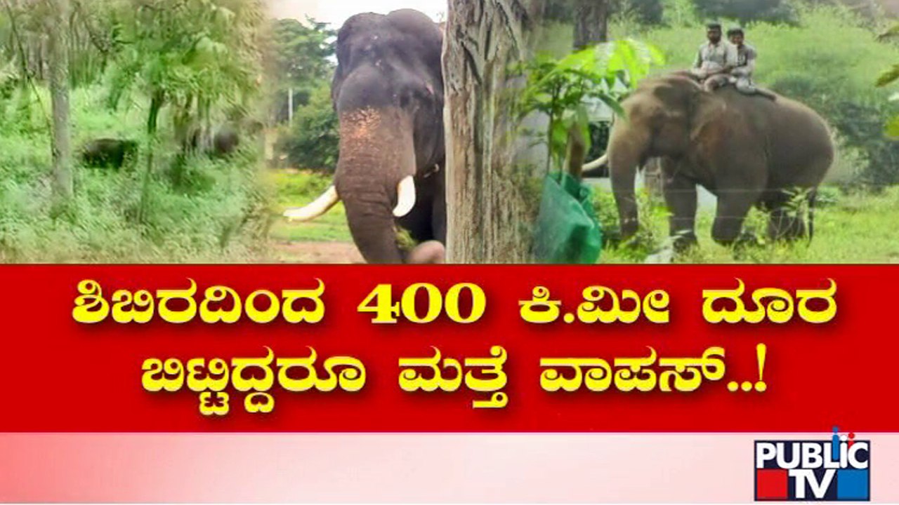 ಸಾಕಿ-ಸಲಹಿದವರ ಅರಸುತ್ತಾ ಬಂದ ಗಜರಾಜ..! | Elephant | Madikeri