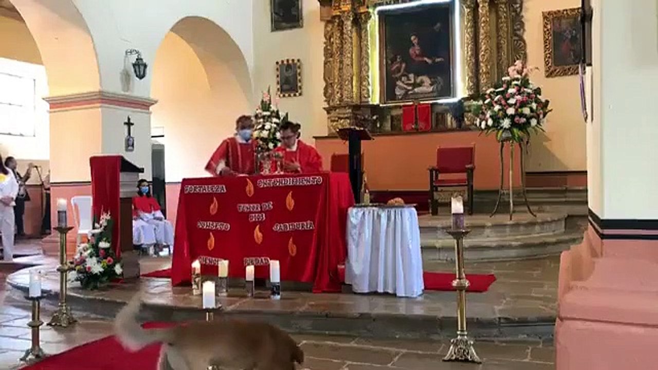 Un perrito se 'robó' el pan de una iglesia y quedó grabado en un video y se hizo viral