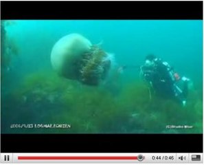 Méduse de Nomura : filmée en train d'évoluer dans son milieu naturel