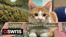 Adorable cats invade a miniature Japanese railway diorama