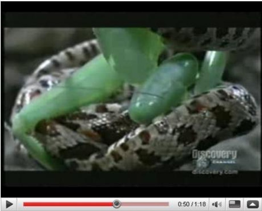 Les mantes : des prédateurs qui n'hésitent pas à s'en prendre aux serpents