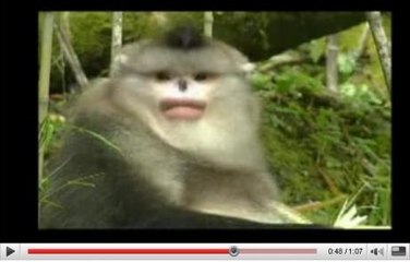 Découvrez les singes rhinopithèques filmés dans leur milieu naturel